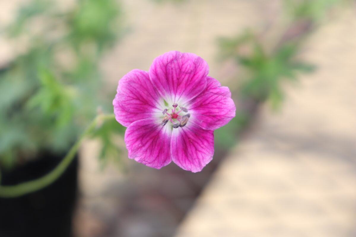geranium017