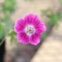 geranium017