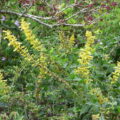 salvia28