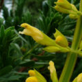 salvia28