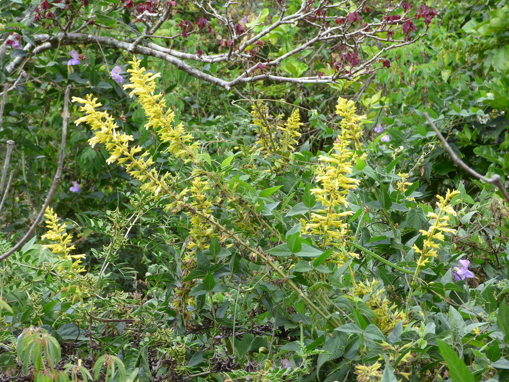 salvia28