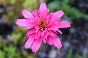 エキナセア　ミニベルの花苗
