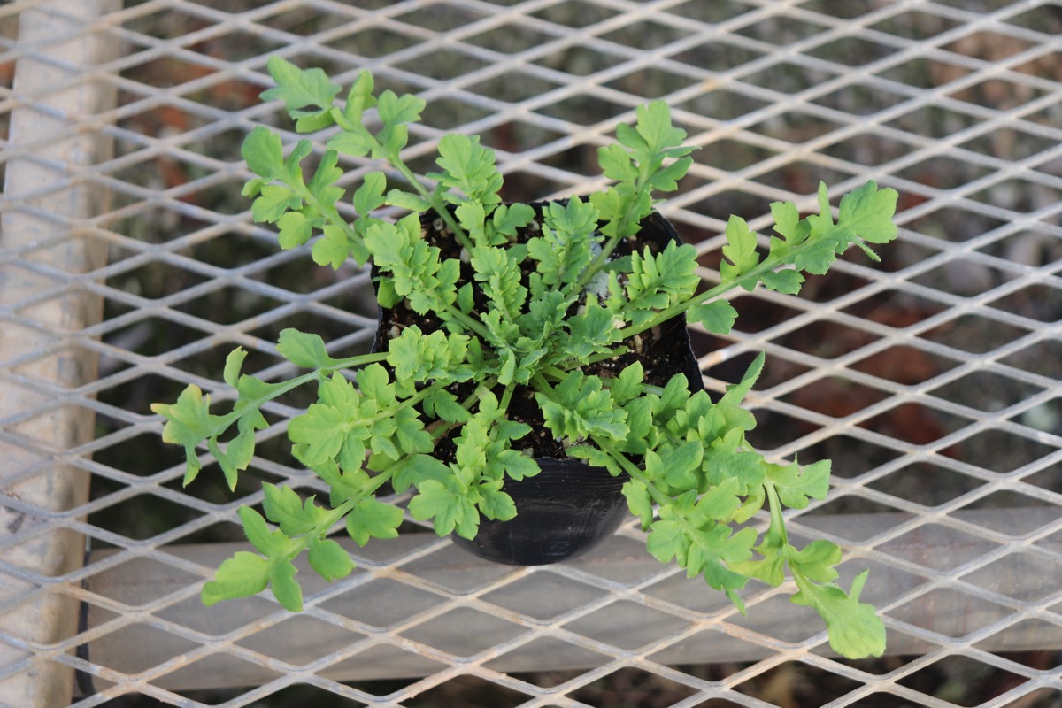 ポピー ブライダルシルク の苗を販売しています